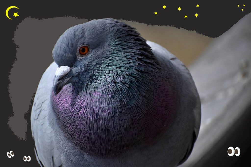 Poviedka o poštovom holubovi