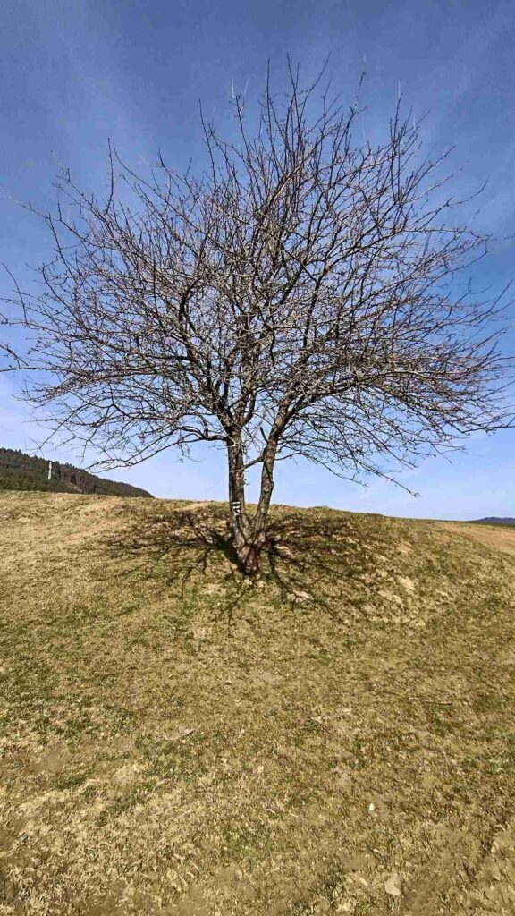 Rozhladna na Dubovej